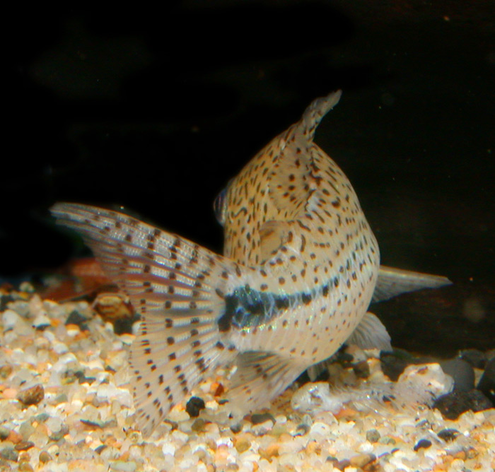 Corydoras sp from Pelu コリドラスspペルーボンディ