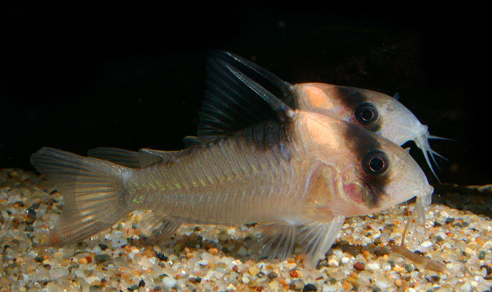 Corydoras burgessi from negro コリドラス バーゲシー K-2便