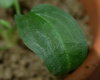 Cryptocoryne alba