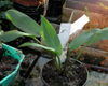 Cryptocoryne annamica