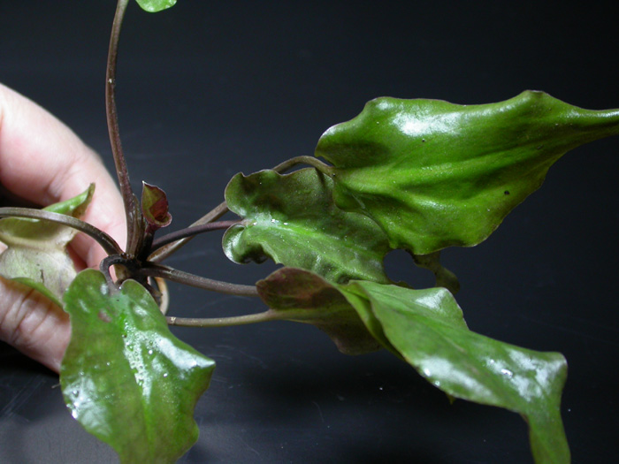 Cryptocoryne cf cordata ver.zonata クリプトコリネ cf ゾナータ サラピック産