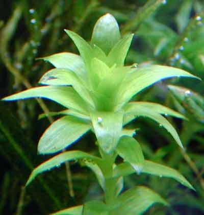 水草 水辺の植物 Aquarium plants