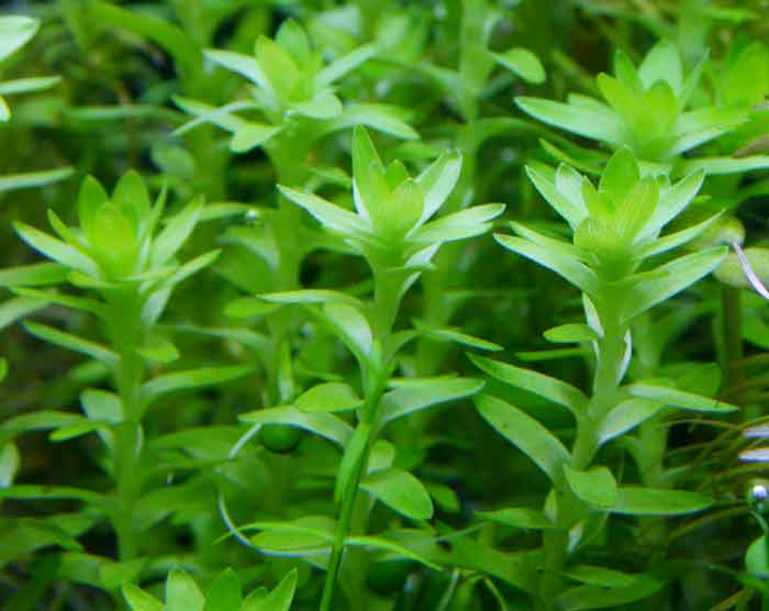 Aquarium plants ホシクサ