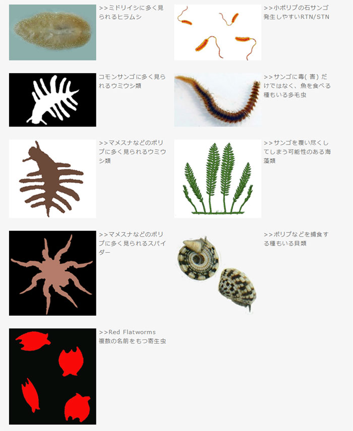 効果的に除去できる生物