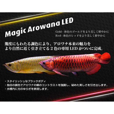 エムエムシー企画のマジックアロワナLED