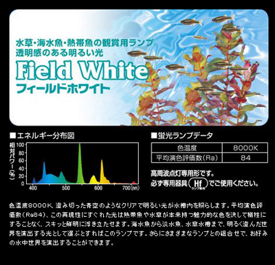 フィールドホワイト エネルギー分布図