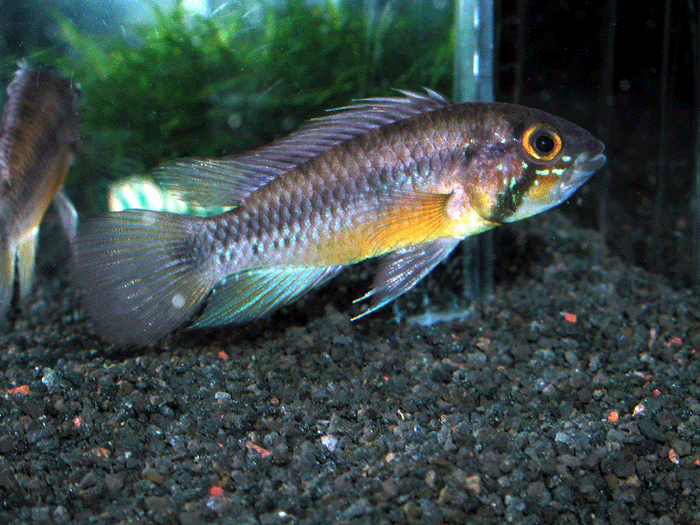 Apistogramma atahualpa アピストグラマ アタフアルパ