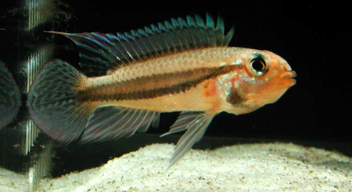 Apistogramma diplotaenia from Novo Iron アピストグラマ ディプロタエニア ノボアイロン産 オレンジタイプK2便 F1