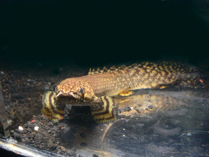 Polypterus ortanipinnnis ポリプテルス オルナティピニス