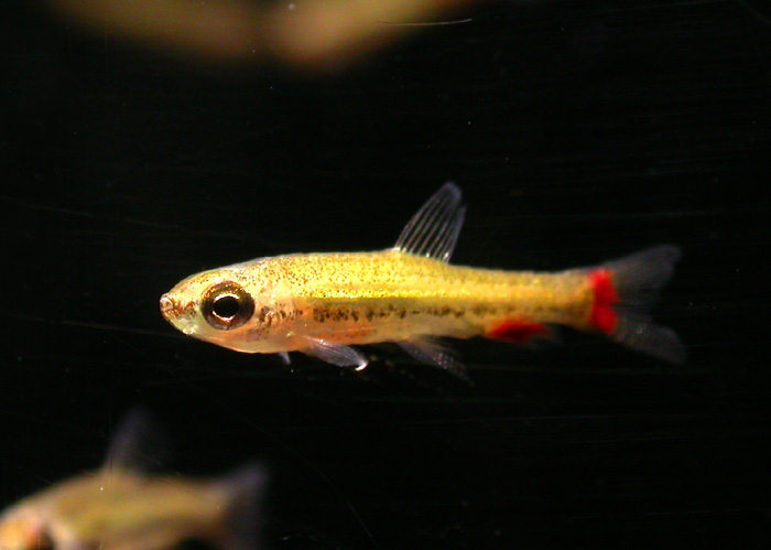 Nannostomus anduzei ナノストムス アンドゥゼイK2便