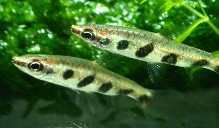 Nannostomus espei ナノストムス エスペイ