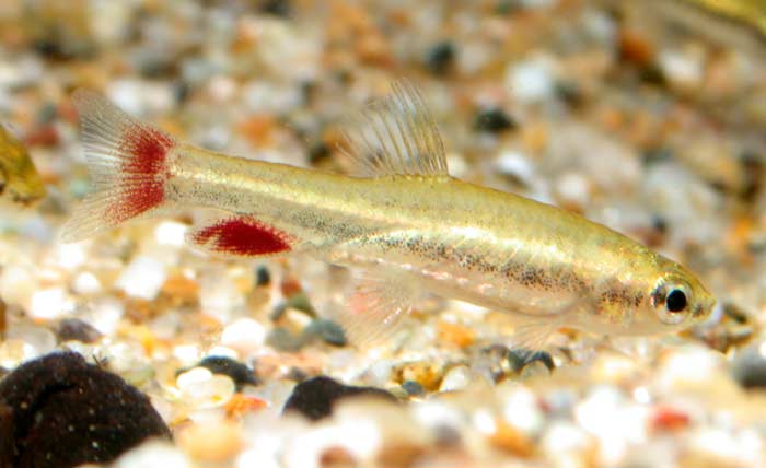 Nannostomus anduzei