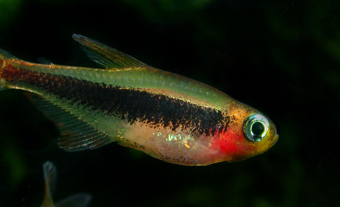 画像2トッカーノテトラTucanoichthys tucano from Tucano