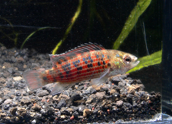 Badis_badis_burmanicusバジス ブルマニクス