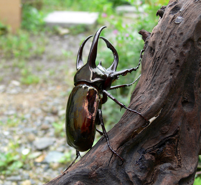 アトラスオオカブトムシ