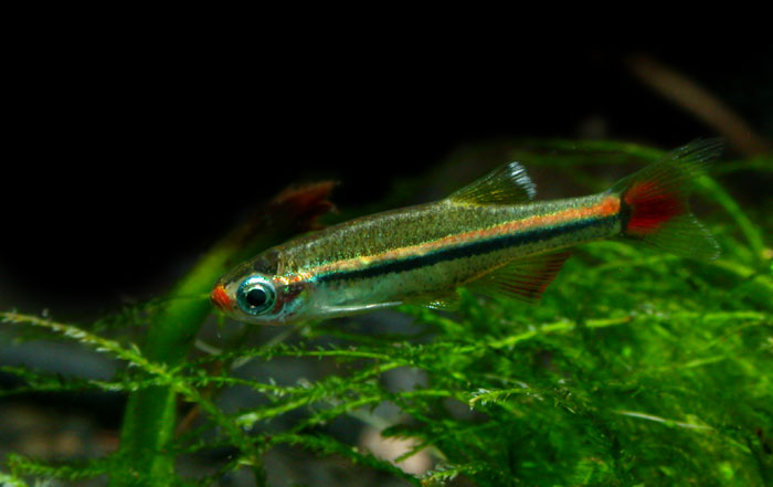 Tanichthys micagemmae from Vietnam