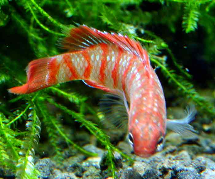 badis_sp4902バジス バジス ベンガレンシス Badis Badis bengallensis