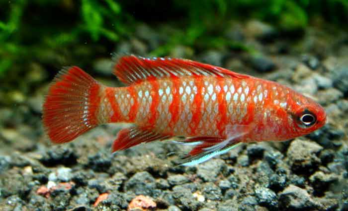 badis_sp4905バジス バジス ベンガレンシス Badis Badis bengallensis