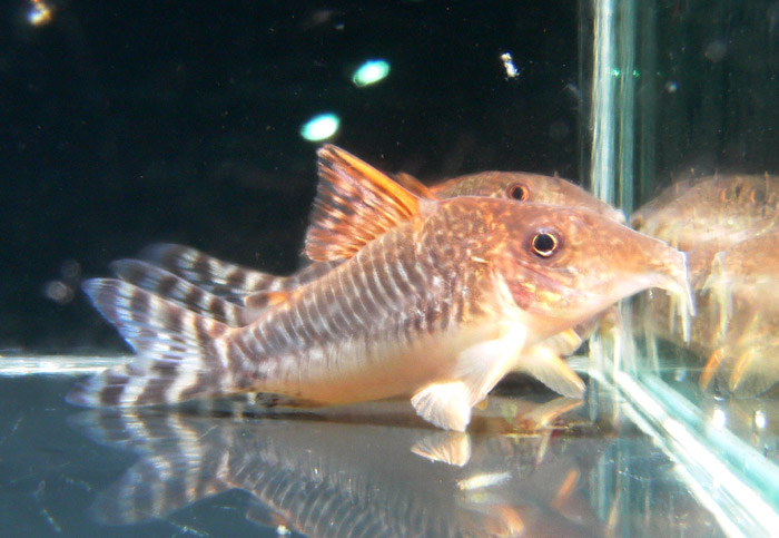 Corydoras seussi コリドラス ロングノーズゴッセイ