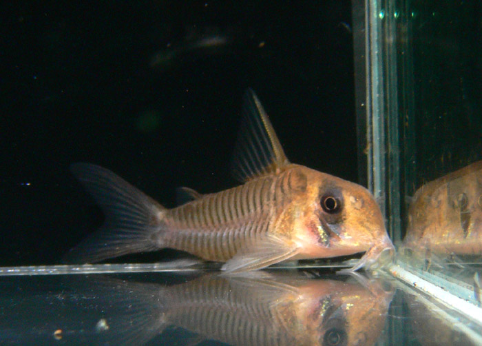 Corydoras griseus コリドラス グリセウス