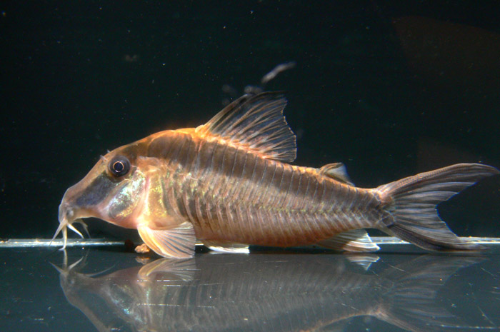 Corydoras narcissus コリドラス ナルキッスス