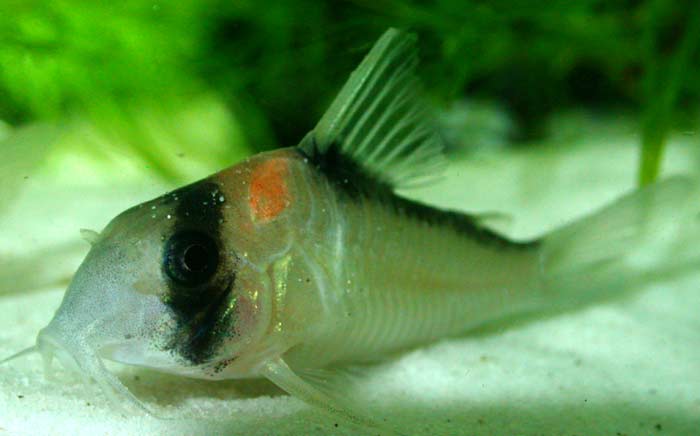 Corydoras adolfoi コリドラス アドルフォイ