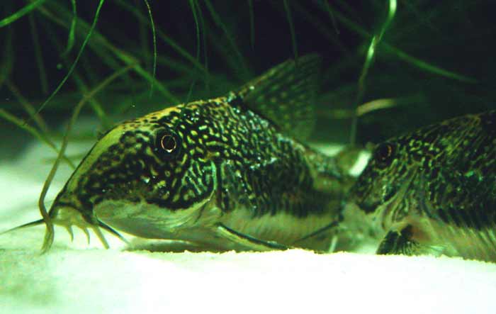 Corydoras barbatus コリドラス バルバータス