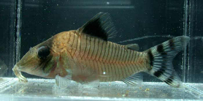 Corydoras condiscipulus コリドラス コンディスキプルス