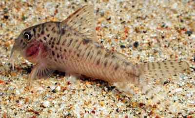 Corydoras sp “Fumassa” コリドラス ＳＰ “フマッサ”