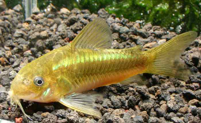 Corydoras sp Illumination green コリドラス イルミネーション ”グリーン”