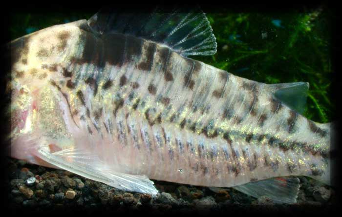 コリドラス インコリカーナ ”ペペリア” Corydoras incolicana