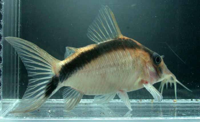 Corydoras sp コリドラス ロングノーズ アルクアトゥス