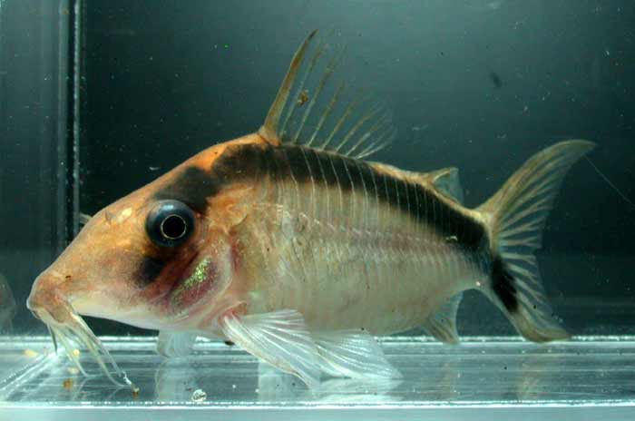 Corydoras sp コリドラス ロングノーズ アルクアトゥス