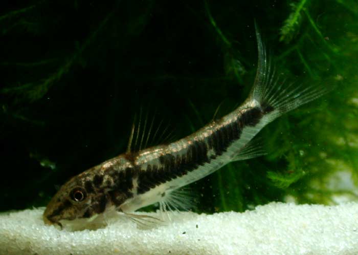 Corydoras lacerdai from Bahia コリドラス ラセルダイ “バイアニーニョ”