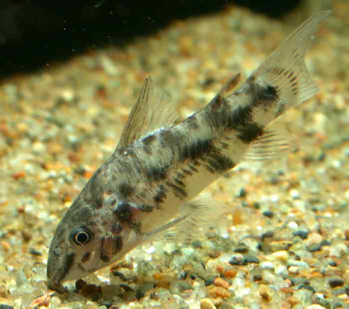 Corydoras macropterus コリドラス マクロプテルス