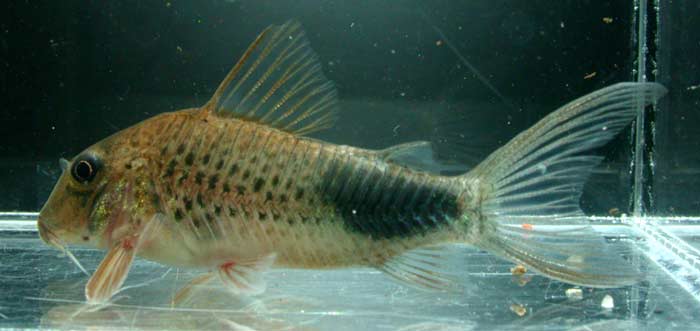 Corydoras ourastigma コリドラス オウラスティグマ