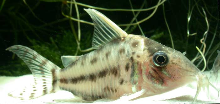 Corydoras pulcher コリドラス プルケール