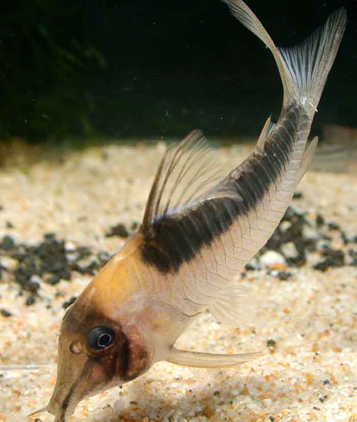 Corydoras serratusコリドラス セラータス