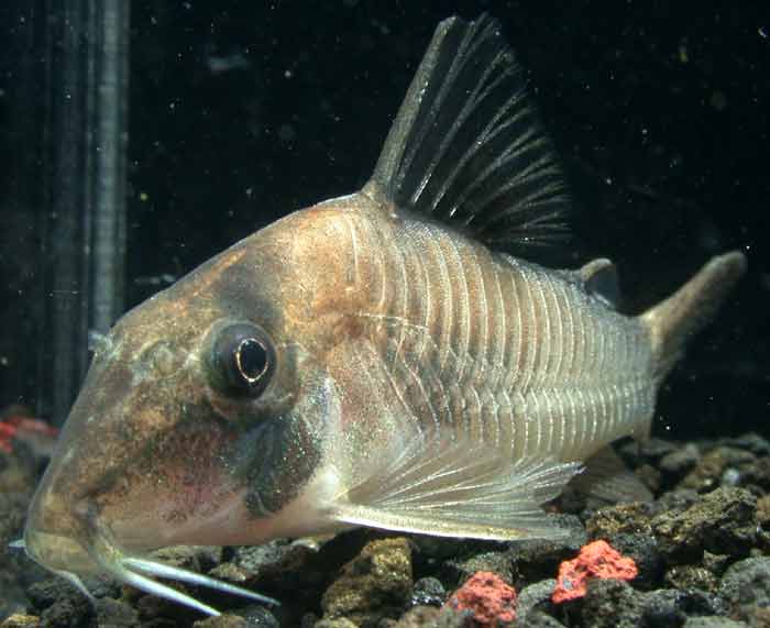 コリドラス シムラートス Corydoras simulatus