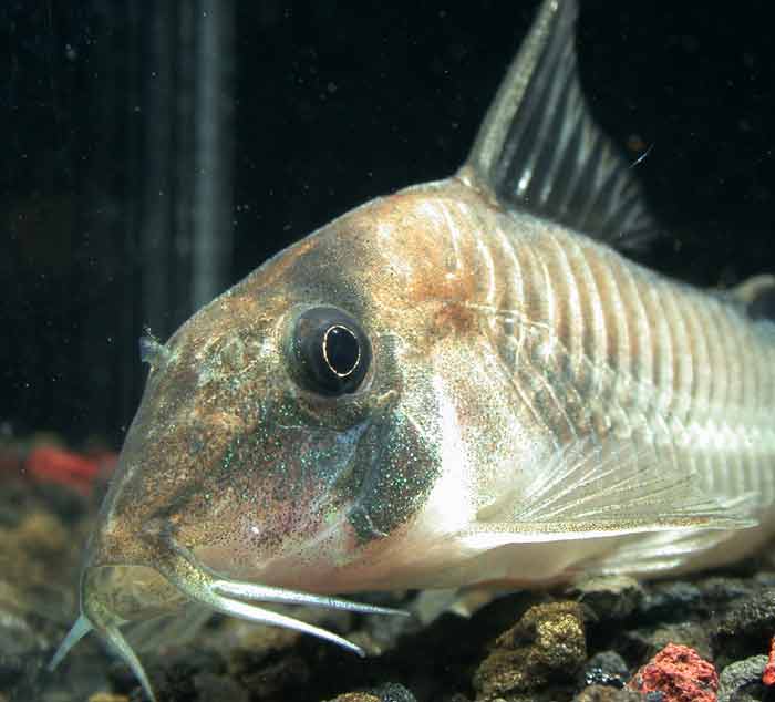 コリドラス シムラートス Corydoras simulatus