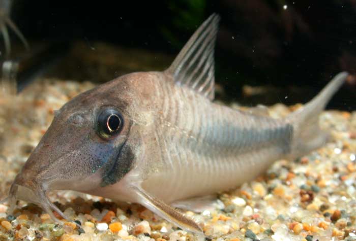 Corydoras solox コリドラス ソロックス