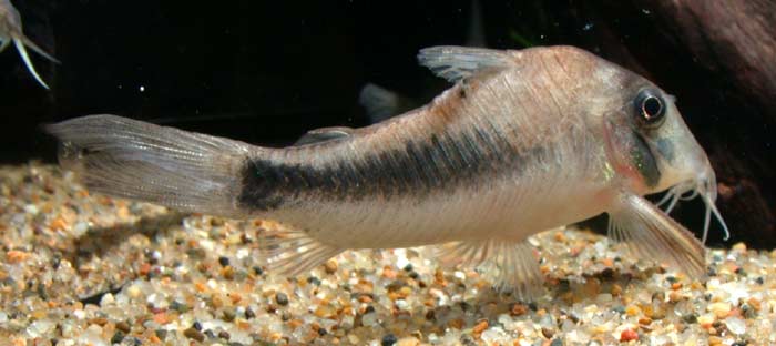 Corydoras solox コリドラス ソロックス