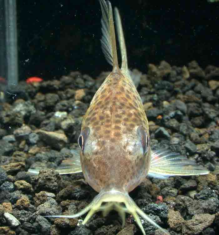 Corydoras sp cf similis ”MASTUZAKAE” コリドラス マツザカエ