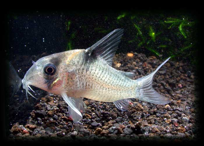 コリドラス sp Tapajos Corydoras sp tapajos