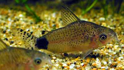 Corydoras guapore コリドラス グァポレ