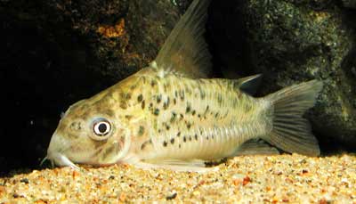 Corydoras OGAWAE コリドラス オガワエ