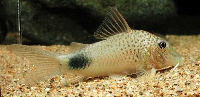 Corydoras ourastigmaⅡ コリドラス オーラスティグマⅡ