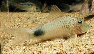 Corydoras ourastigmaⅡ コリドラス オーラスティグマⅡ