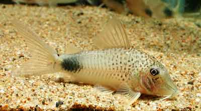 Corydoras ourastigmaⅡ コリドラス オーラスティグマⅡ