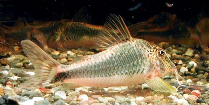 コリドラス スーパーセミアクイルス Corydoras super semiaquilus